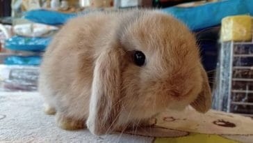 unique bunny names