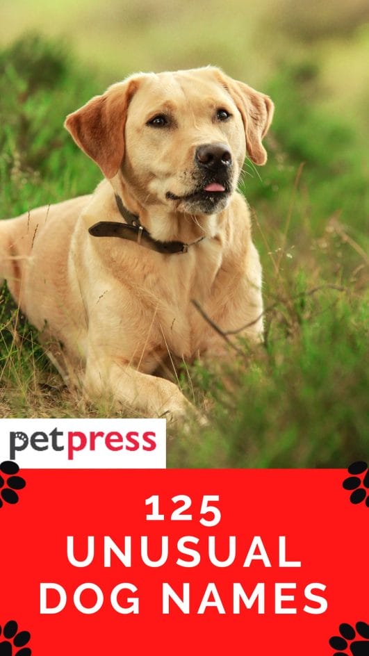 125 Unusual Dog Names For Your Awesome Puppy - PetPress