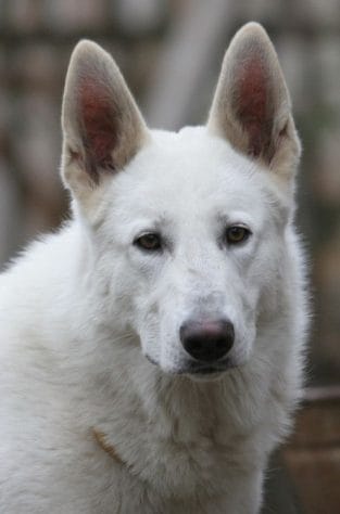 14 Curious Facts About White German Shepherds - Page 2 of 3 - PetPress