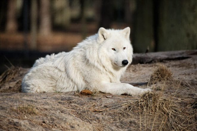 white wolf names for naming a wolf