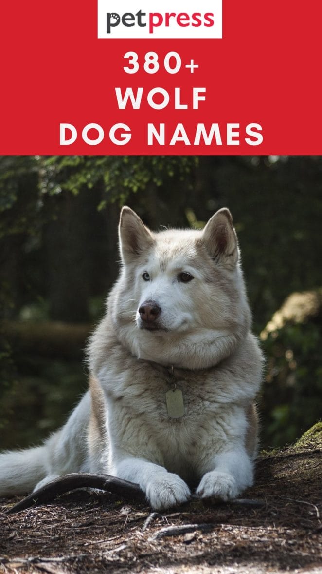 wolf-dog-names