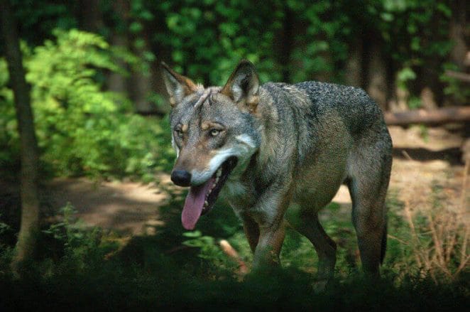 wolf names for naming a wolf