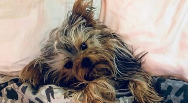 14 Funny Yorkshire Terrier Memes That Will Make You Smile!