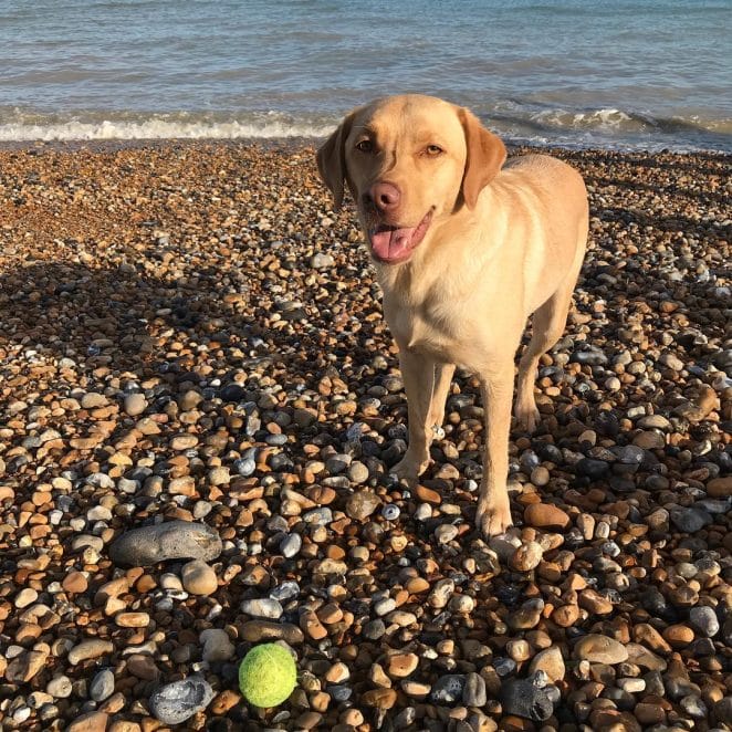 14 Friendly Labrador Retriever Pics To Prove That They Are The Best ...