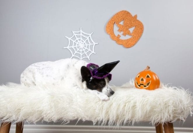 10 Best Halloween-themed Dog Names