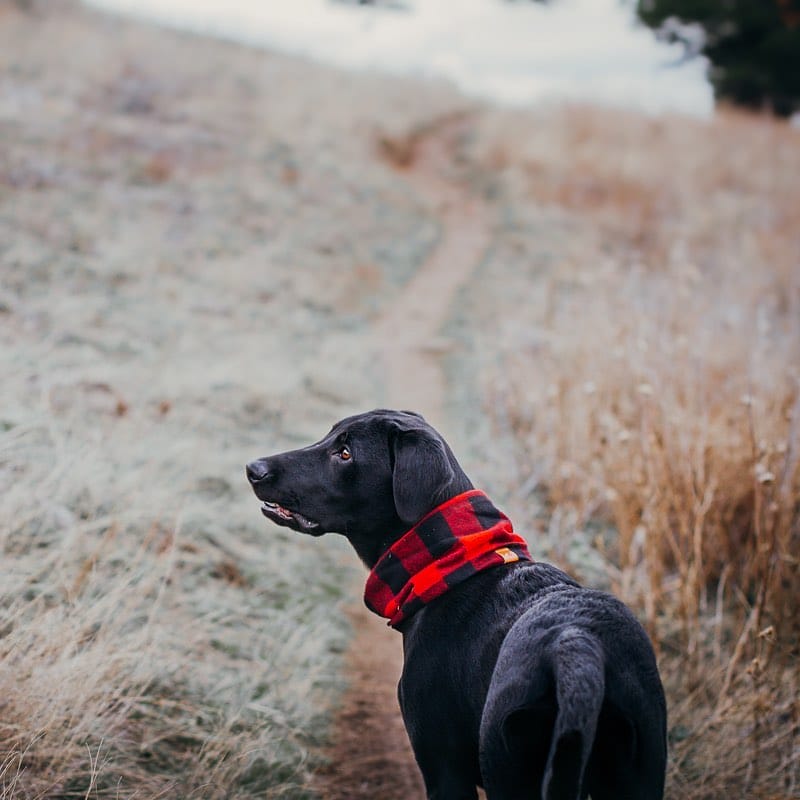 14 Friendly Labrador Retriever Pics To Prove That They Are The Best ...