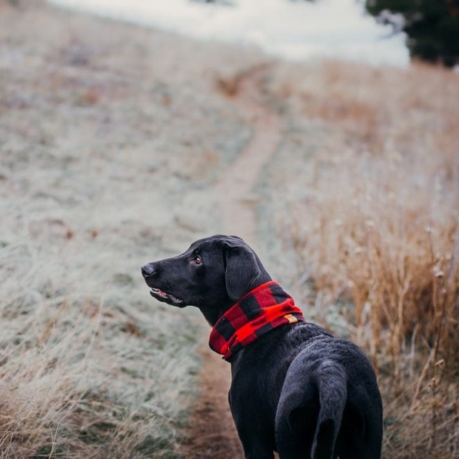 14 Friendly Labrador Retriever Pics To Prove That They Are The Best ...