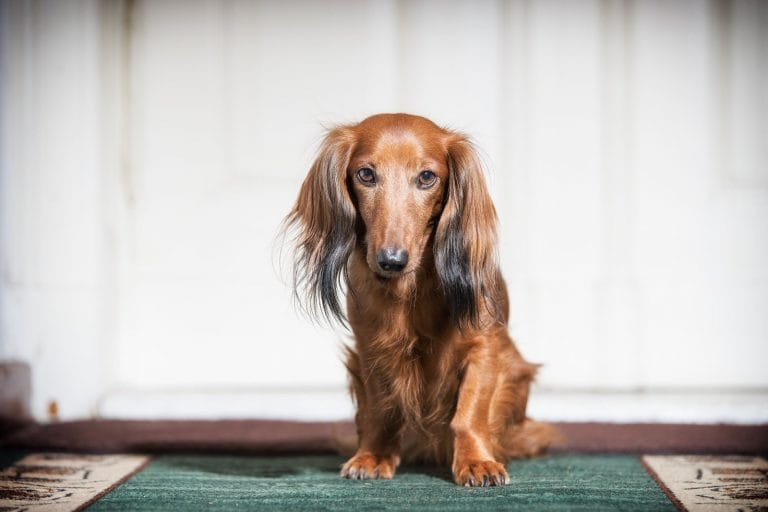 14 Things Only Dachshund Parents Will Understand - PetPress