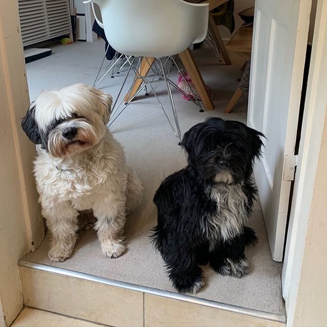 14 Incredible Facts About Tibetan Terriers PetPress