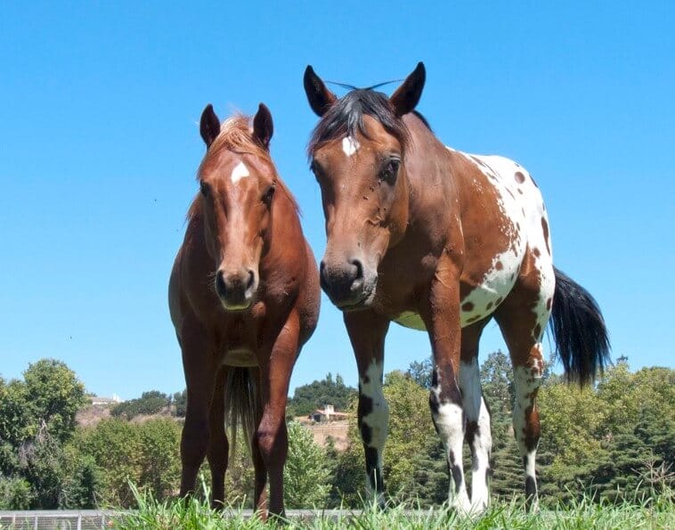 380 Native American Indian Horse Names with Meanings PetPress