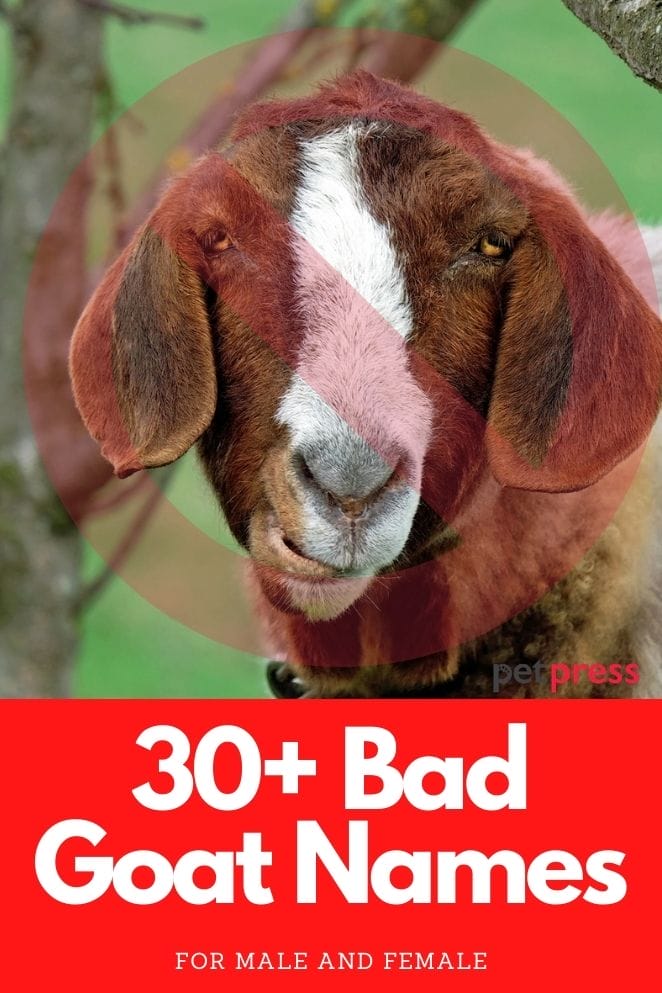 Bad and inappropriate goat Names