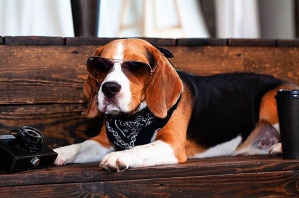 14 Pros And Cons Of The Beagle - PetPress