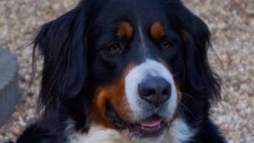 Bernese Cattle Dog