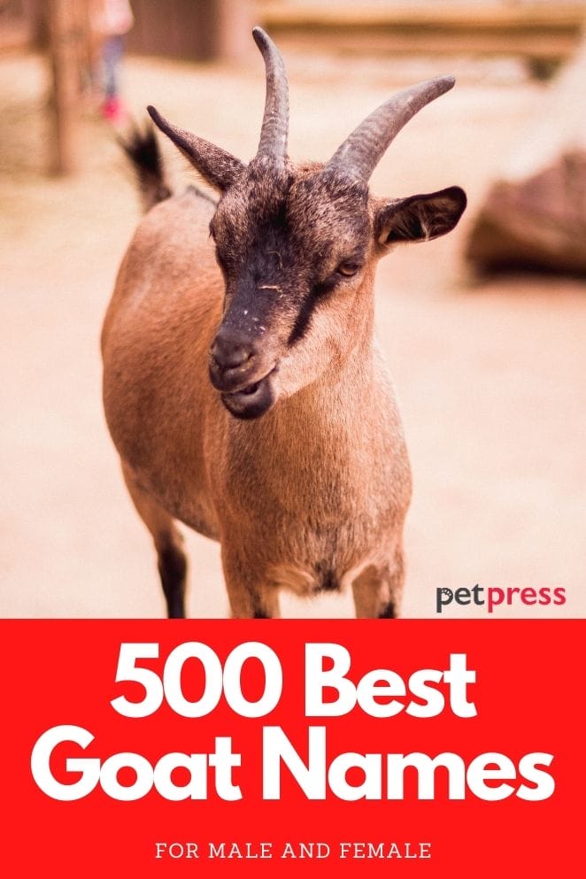 Best Goat Names for naming a goat