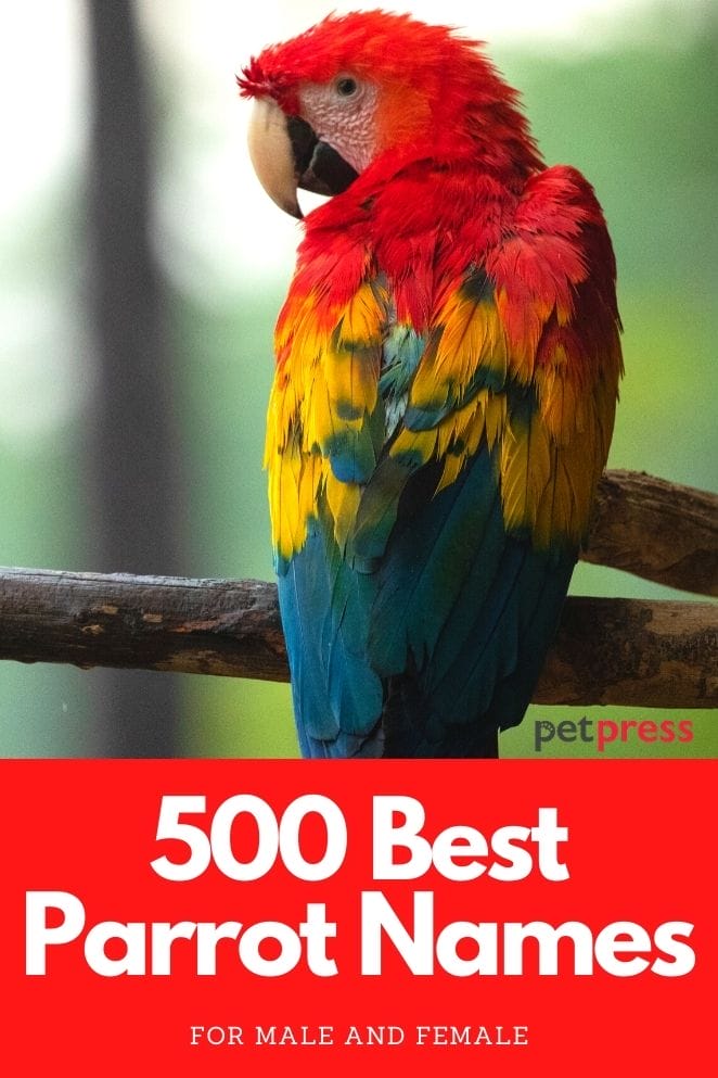 Best parrot names for a male or female parrot