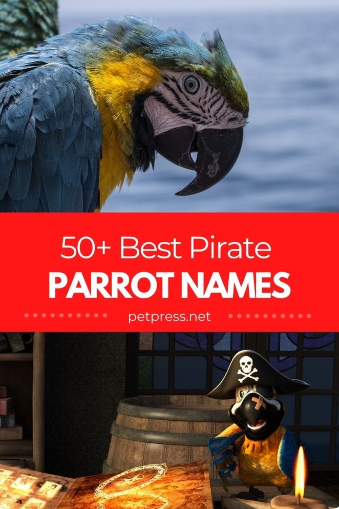 pirate parrot names for naming a pet parrot