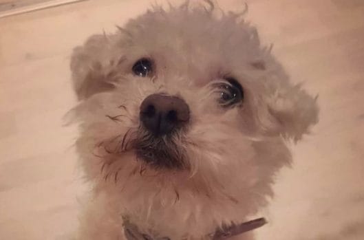 16 Coton de Tulear Mix Breeds – The Popular and Adorable Hybrid Dogs ...