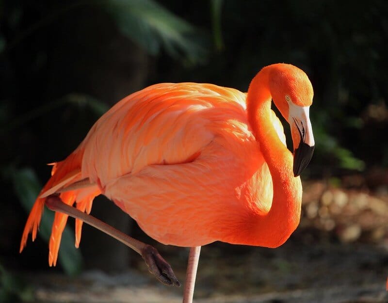 Top 320+ Best Names for Flamingos - PetPress