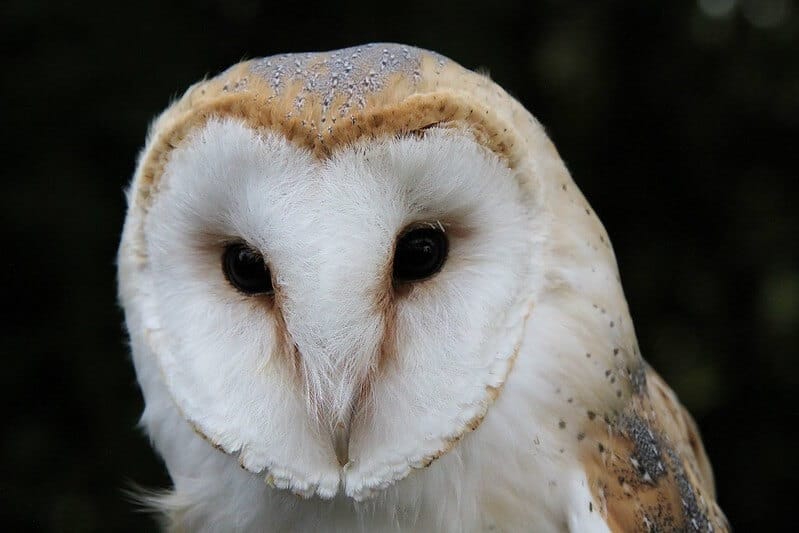 Owl Names: The 300 Most Popular Names for Owls - PetPress