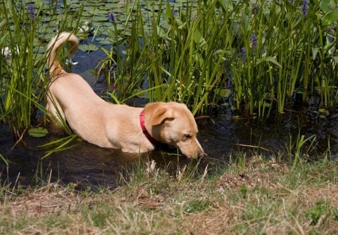 Carp Fishing Names for Dogs