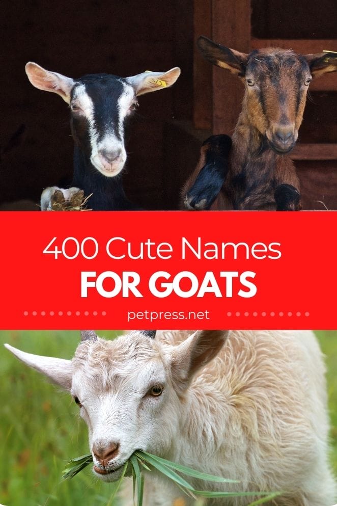 Cute Goat Names for a goat
