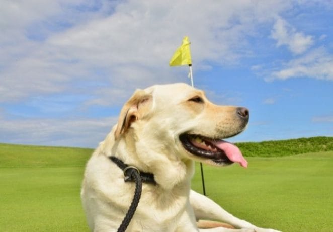 Dog Names Inspired by Golf Brands