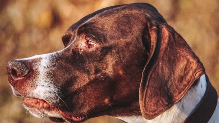 14 Amazing Facts About English Pointers - PetPress
