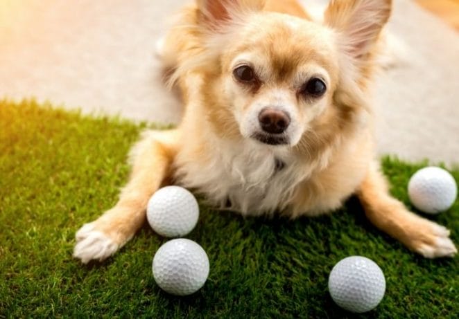 Famous Golfers as Dog Names