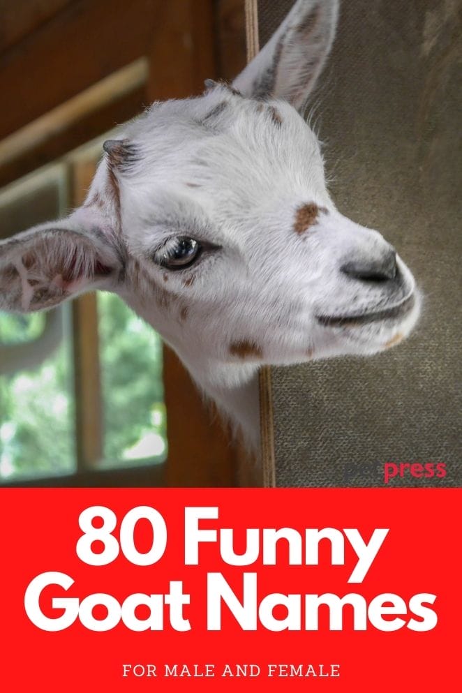 Funny Goat Names for naming a goat