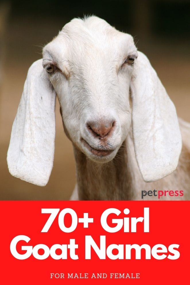 70+ Best & Hilarious Girl Goat Names Good Names For A Girl Goat