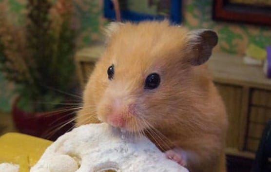 14 Photos Of Hamsteropolis - Miniature Hamster Town That Looks Better ...