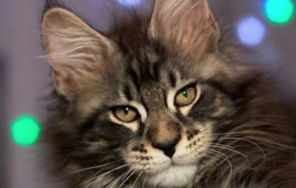 14 Advantages And Disadvantages Of Having Maine Coons - PetPress
