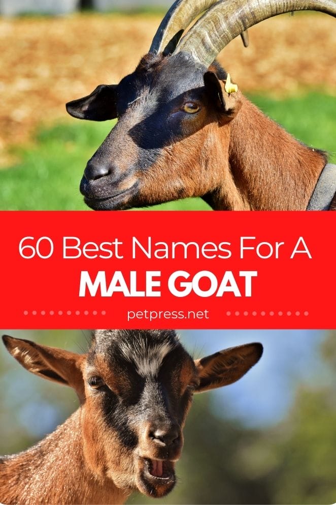Male Goat Names for a boy goat