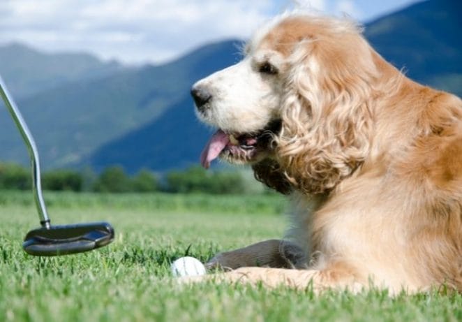 Male Golf Inspired Dog Names