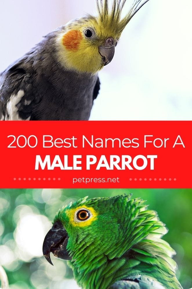 Male parrot names for naming a male parrot