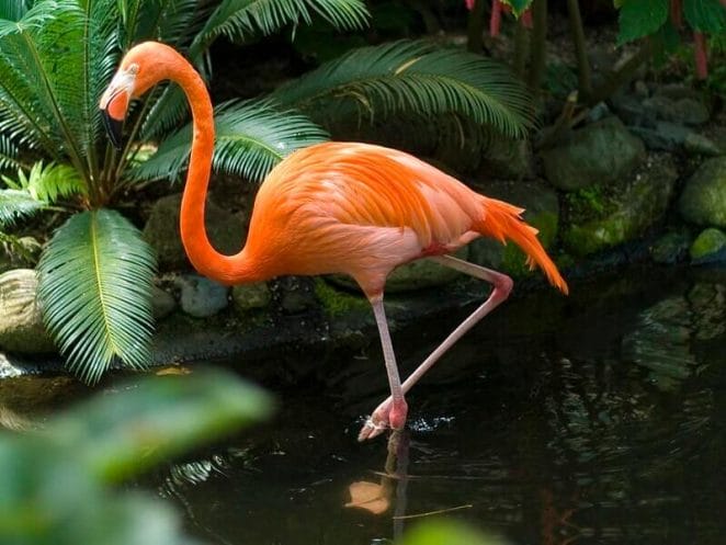 Marco the flamingo