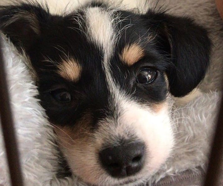 min pin mini poodle mix