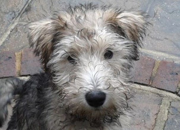 23 Cute Wire Fox Terrier Mixes That'll Melt Your Heart - PetPress