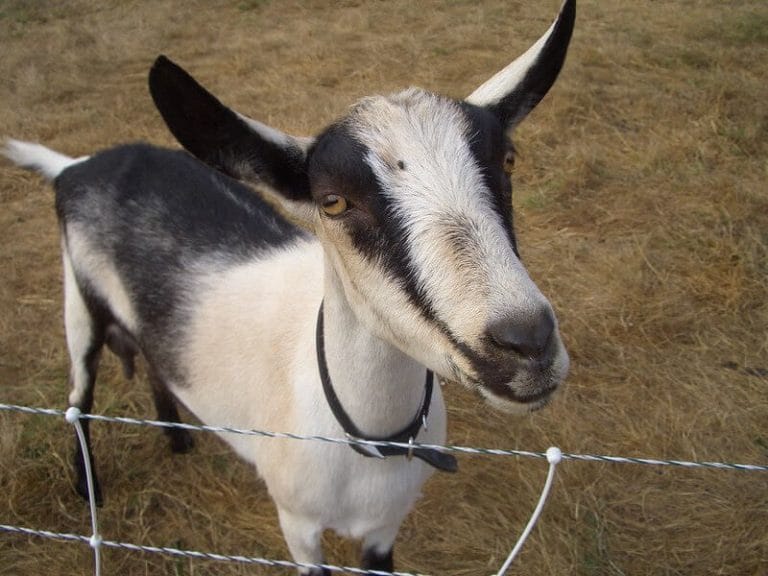 Goat Names The 500 Most Popular Names for Goats