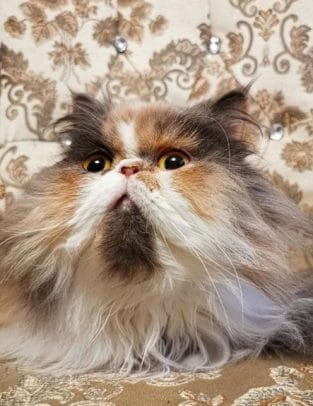 14 Pros And Cons Of Persian Cats - PetPress