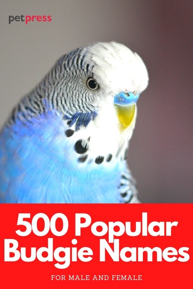 budgie names for naming a budgie parrot