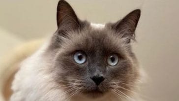 Ragdoll Cat