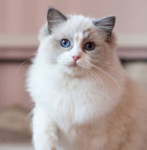 14 Pros And Cons Of Ragdoll Cats - PetPress