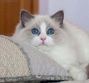 14 Pros And Cons Of Ragdoll Cats - PetPress