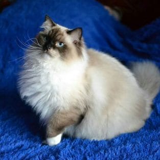 14 Pros And Cons Of Ragdoll Cats - Page 2 of 3 - PetPress