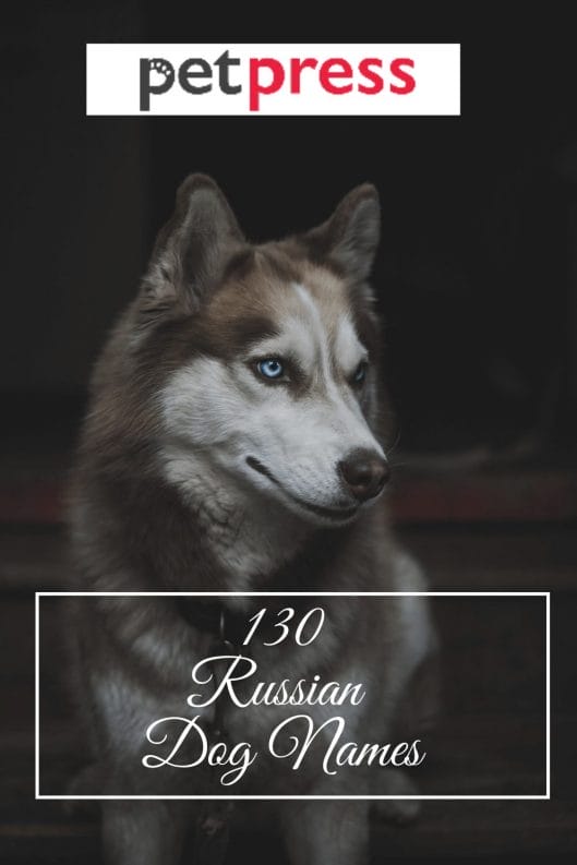 Russian Dog Names ?strip=all&lossy=1&w=529&ssl=1