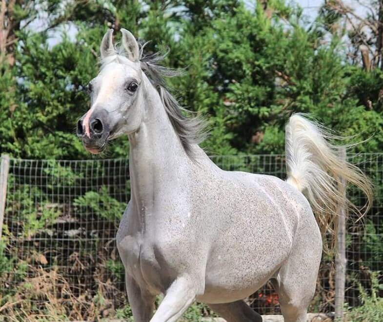 Best 250 Arabian Horse Names and Their Meanings PetPress