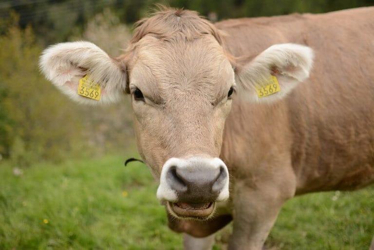 Cute Cow Names - Over 500 Adorable Ideas For Naming Your Cow - PetPress