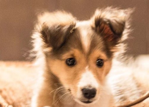 25 Shetland Sheepdog Mix Breeds – The Popular and Adorable Hybrid Dogs -  PetPress