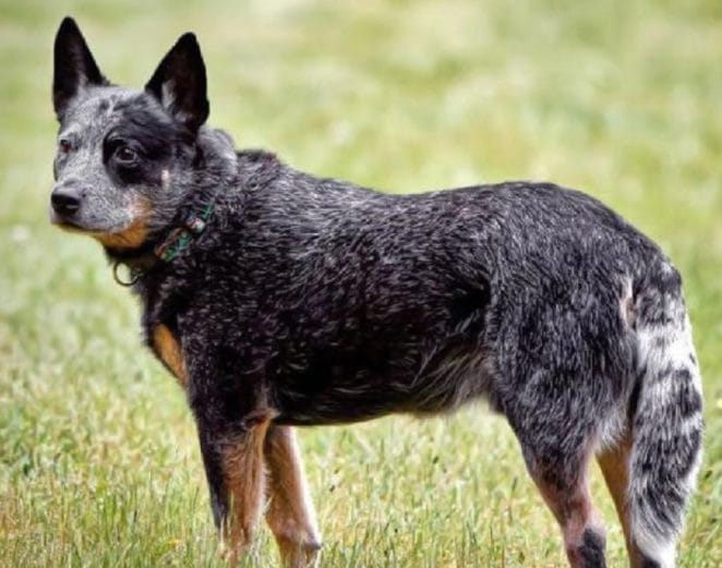 20 Australian Cattle Dog Mix Breeds – The Adorable Hybrid Dogs